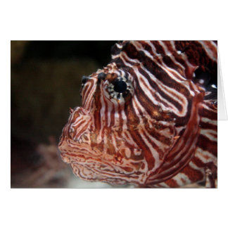 Lionfish Cards