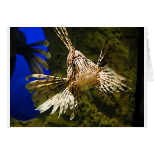 lionfish cards (Front Horizontal)