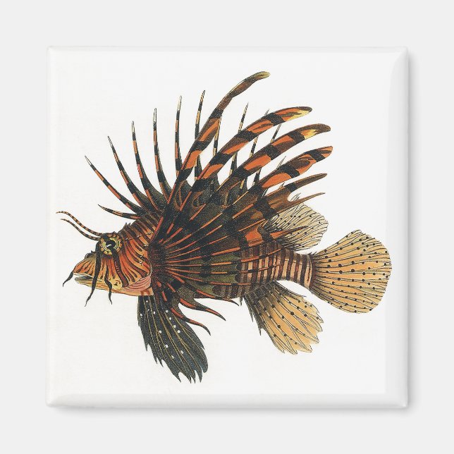 Lionfish Fish, Vintage Marine Ocean Life Animal Magnet (Front)