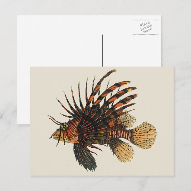 Lionfish Fish, Vintage Marine Ocean Life Animal Postcard (Front/Back)