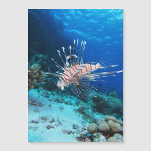 Lionfish or Pterois Miles, Ocean Reef Fish