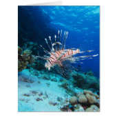 Lionfish or Pterois Miles, Ocean Reef Fish (Front)