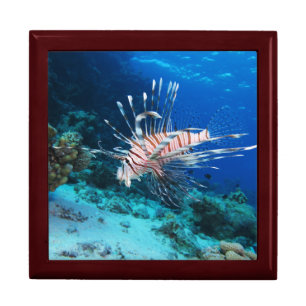 Lionfish or Pterois Miles, Ocean Reef Fish Gift Box