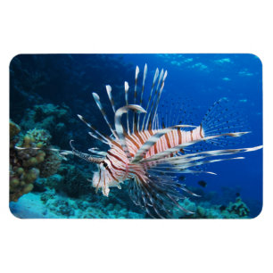 Lionfish or Pterois Miles, Ocean Reef Fish Magnet