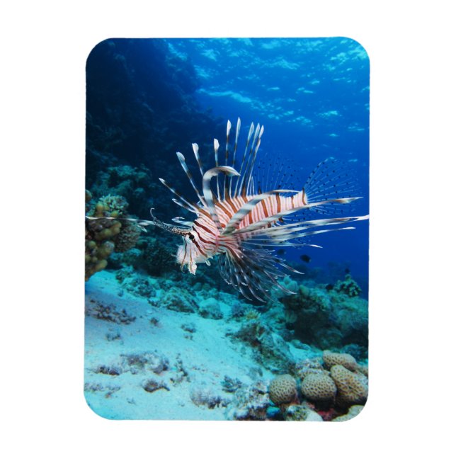 Lionfish or Pterois Miles, Ocean Reef Fish Magnet (Vertical)