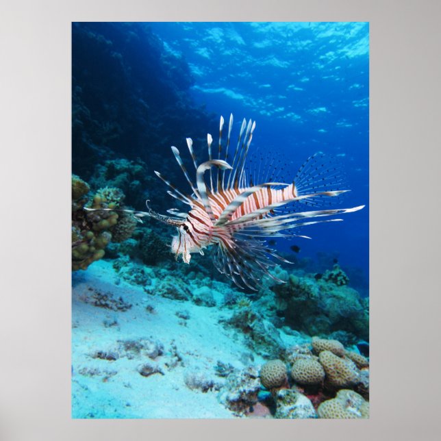 Lionfish or Pterois Miles, Ocean Reef Fish Poster (Front)