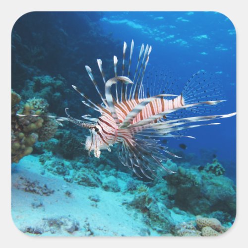 Lionfish or Pterois Miles Ocean Reef Fish Square Sticker