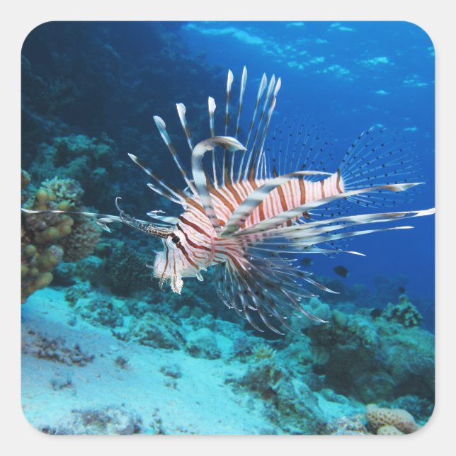 Lionfish or Pterois Miles, Ocean Reef Fish Square Sticker (Front)