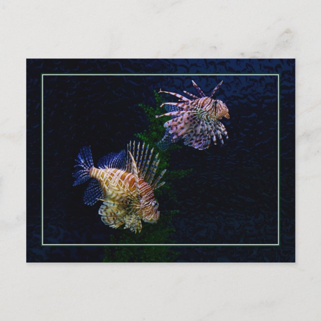 Lionfish Pair Postcards (Front)