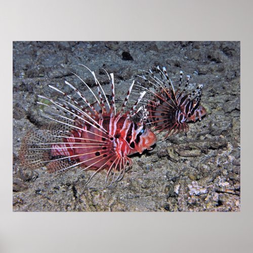 Lionfish Pair Poster