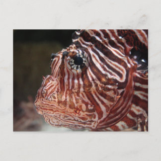Lionfish Postcard