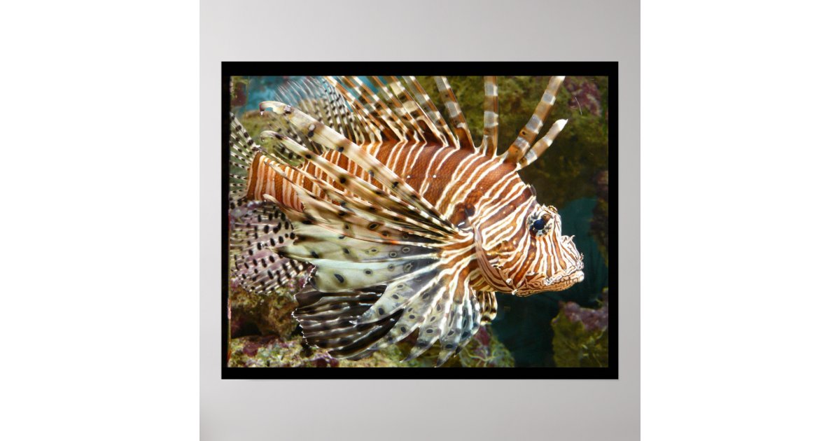 Lionfish Poster | Zazzle