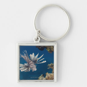 Lionfish (Pterois volitans) swimming over Keychain
