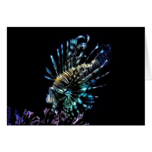 Lionfish swims cards (Front Horizontal)