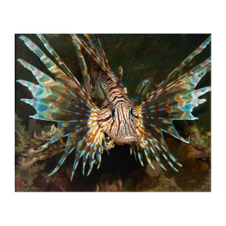 Lionfish up close! Very close and intense photo |  Acrylic Print
