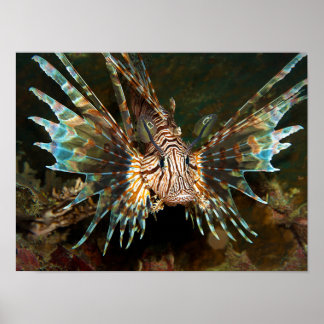 Lionfish up close! Very close and intense photo |  Poster