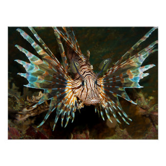 Lionfish up close! Very close and intense photo |  Poster