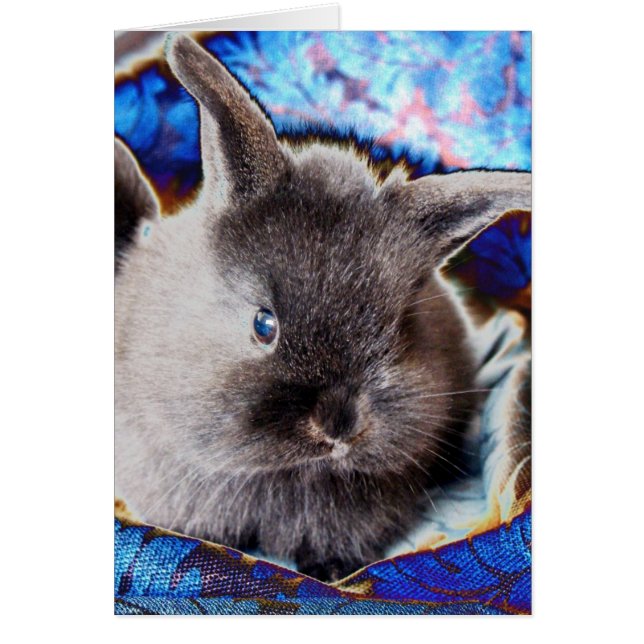 Lionhead Baby Bunny Cards (Front)