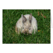Lionhead Bunny All Occasions  (Front Horizontal)