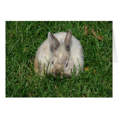 Lionhead Bunny All Occasions 