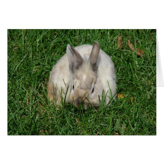 Lionhead Bunny All Occasions  (Front Horizontal)