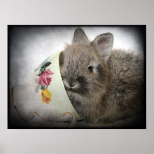 Lionhead Bunny and Teacup Poster