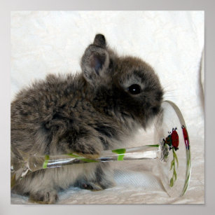 Lionhead Bunny and Wineglass Poster