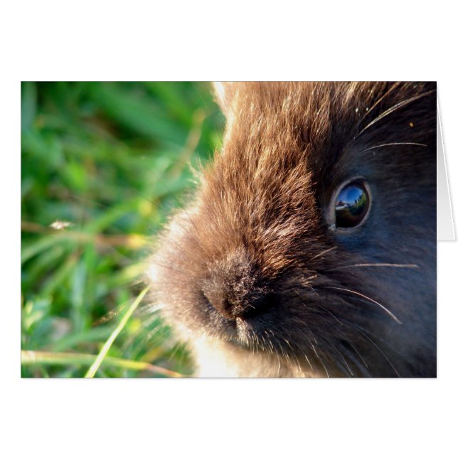 Lionhead Bunny Cards (Front Horizontal)