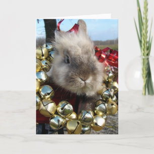 Lionhead Bunny Christmas Holiday Card
