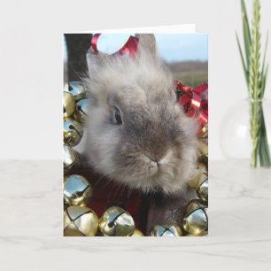 Lionhead Bunny Christmas Holiday Card