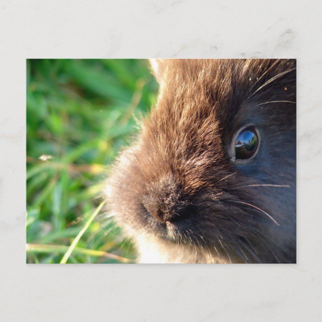 Lionhead Bunny Postcard (Front)