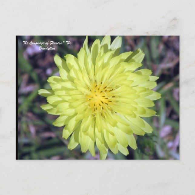 LionHead Dandy Lion Flower Floriography Postcard (Front)