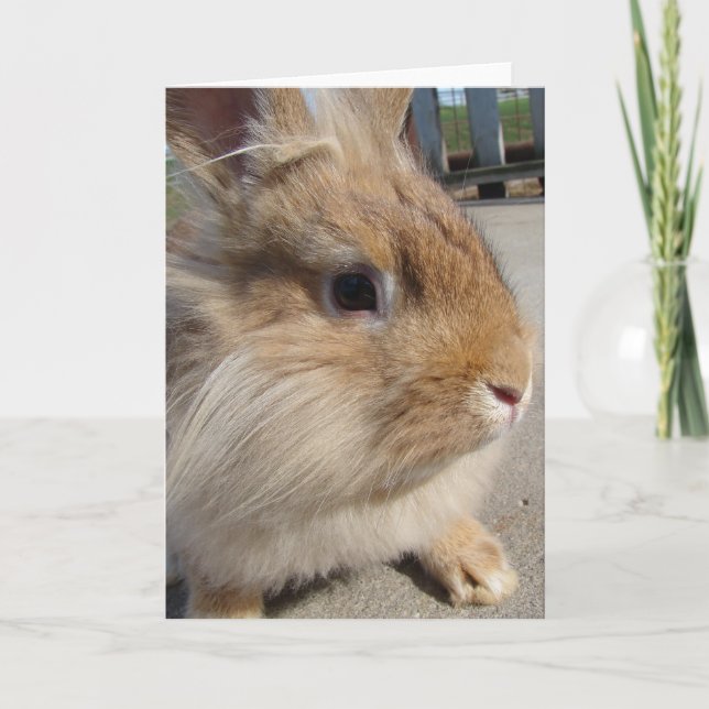 Lionhead Rabbit Card (Front)