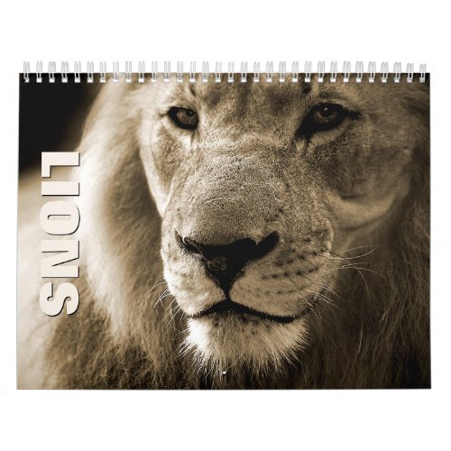 Lions 1 Wall Calendar