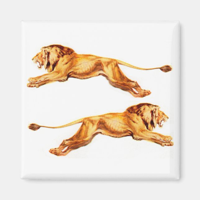 lions at cross purposes magnet (Front)