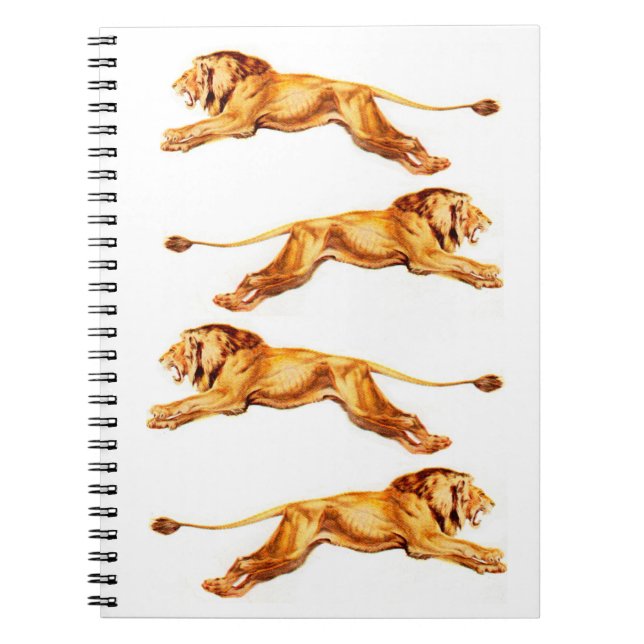 lions at cross purposes notebook (Front)