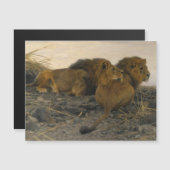 Lions at Watch by Wilhelm Kuhnert (Front/Back)