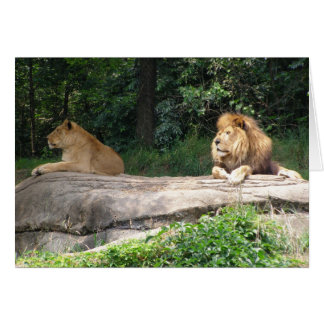 Lions Cards