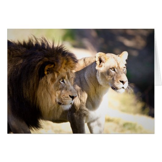 Lions Cards (Front Horizontal)