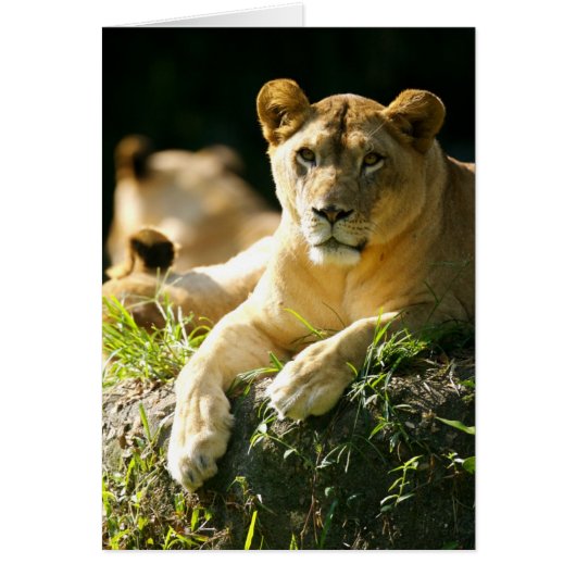 Lions Cards (Front)