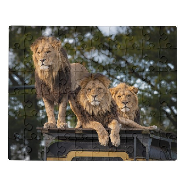 Lions Chilling Jigsaw Puzzle (Puzzle Horizontal)