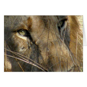 (Lions Clubs) Lion Eyes (Phinda, South Africa)