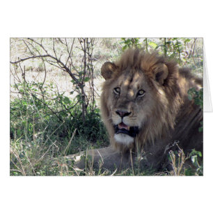 (Lions Clubs) Lion King (Serengeti, Tanzania) Cards