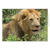 (Lions Clubs) Lion licking his lips (Masai Mara) (Front Horizontal)