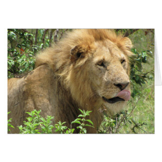 (Lions Clubs) Lion licking his lips (Masai Mara) Cards
