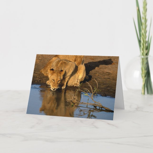 Lions & cubs holiday card (Front)