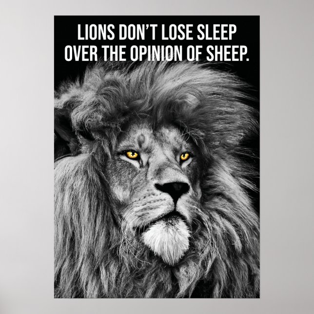 Lions Don't Lose Sleep Over Opinions Of Sheep Poster (Front)