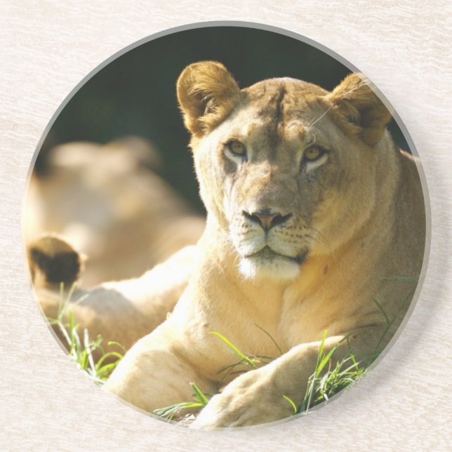 Lions Drink Coaster (Front)