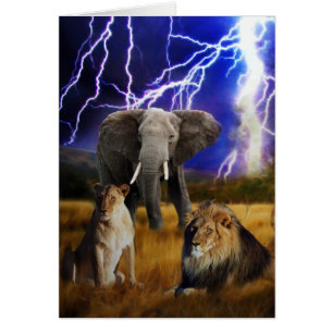 Lions Elephant South Africa