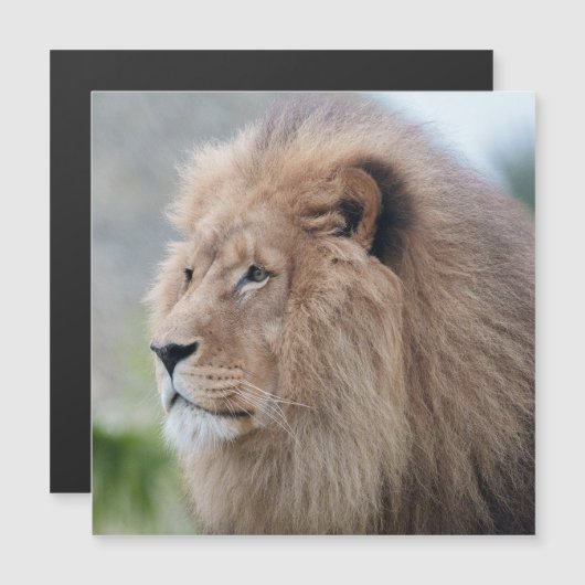 Lion's Embrace (Front/Back)